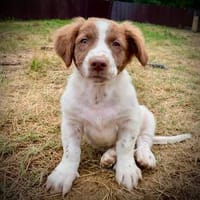 Iulian  kleiner Straßenheld sucht sein Zuhause, Hund zur Adoption