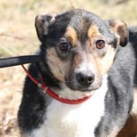 Flary - goldiger Jungrüde, Hund zur Adoption