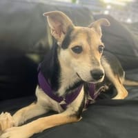 Nelly  vorsichtig, liebevoll und eigenständig, Hündin zur Adoption