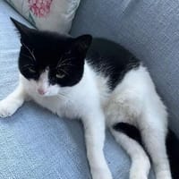 LUNA - selbstbewusste, verschmuste Katze, Katze zur Adoption