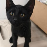 Junger, fröhlicher Kater Buio, Kater zur Adoption