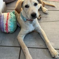 Tilly- Vermittlungshilfe, Hündin zur Adoption