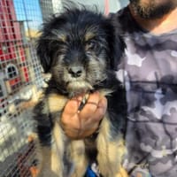Welpenmädchen Millie auf Pflegestelle, Hündin zur Adoption