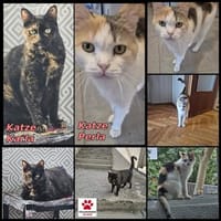 Die Freundinnen Perla FIV+ und Karla suchen ein neues Zuhaus, Katze zur Adoption