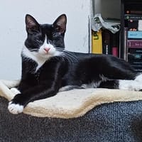 Pirat Loo sucht passendes Plätzchen, Kater zur Adoption