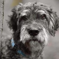 URSU - treu, anhänglich, verschmust, fröhlich, Hund zur Adoption