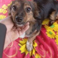 Filou 27 cm (Pflegestelle), Hund zur Adoption