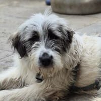 Sassie - wartet in 96160 Geiselwind, Hündin zur Adoption