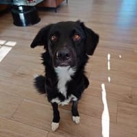 Pierre, der Kuschelige, Hund zur Adoption