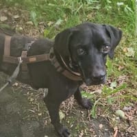Sanfter und freundlicher Dugo Dani auf Pflegestelle 27729 V, Hund zur Adoption