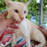 sehr anhänglicher Pelayo, mit Hunden verträglich, Kater zur Adoption
