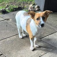 Tia (Welpe) ein feines Mädchen, Hündin zur Adoption