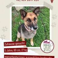 Schäferhündin-Ela sucht ein Zuhause, Hündin zur Adoption