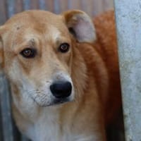 Yam - bildhübscher Rüde, Hund zur Adoption