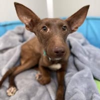 Moana - verspielt, fröhlich und aktiv, Hündin zur Adoption