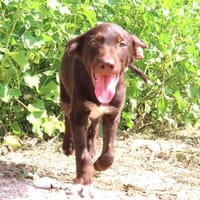 Melón - liebevolles Zuhause gesucht, Hund zur Adoption