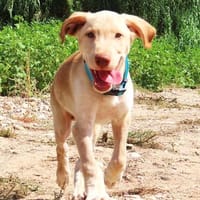 Mango - eigener Wirkungskreis gesucht!, Hund zur Adoption