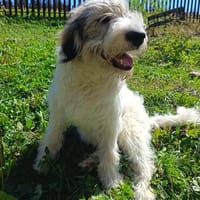 Aldo; ruhiger, liebevoller Welpe, Hund zur Adoption