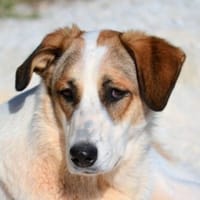 Alma Bella, die sanfte Seele, Hündin zur Adoption