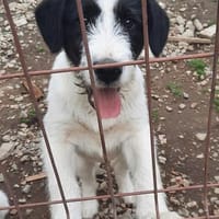 Andy; ruhiger, liebevoller Welpe, Hund zur Adoption