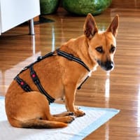 Bruna💕liebe und wunderbar entspannte Hundemama, Hündin zur Adoption