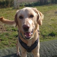 Spike 💙💙💙 verschmust und menschenbezogen, Hund zur Adoption