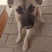 Pico 38 cm (Pflegestelle), Hund zur Adoption