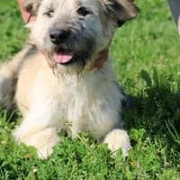 Yomo - kinderliebe Wuschelhündin, Hündin zur Adoption