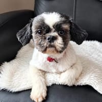 Bofur💕 lieber und unkomplizierter kleiner Rüde, Hund zur Adoption