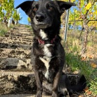 AMY SUCHT EIN NEUES ZUHAUSE!, Hündin zur Adoption