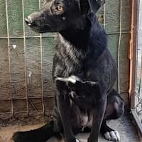 CELE auf PS in 50170 Kerpen, Hündin zur Adoption