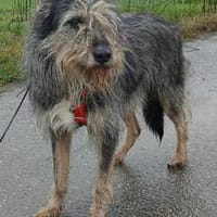 APOLLO auf PS in 50170 Kerpen, Hund zur Adoption
