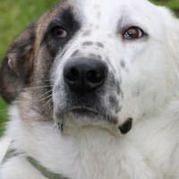 Cedy - großer, lieber Schmusebär, Hund zur Adoption