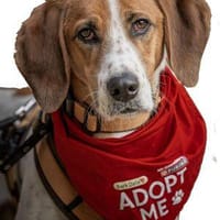 Jerry sucht sein Zuhause, Hund zur Adoption