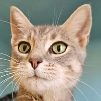 Quilly, chatte à adopter