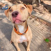 CINCINNATI dit PACO VAA, chien à adopter