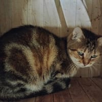 POUF, chat à adopter