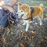 FALCO, chien à adopter