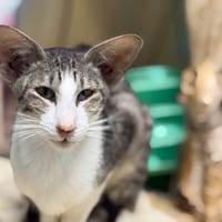 VANORA, chatte à adopter