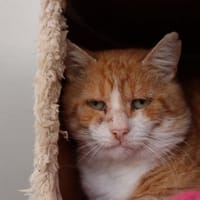 ORLANDO, chat à adopter