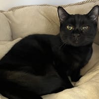 Octavia (reservée), chatte à adopter