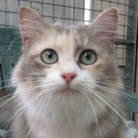 DIONE (Réservée), chatte à adopter