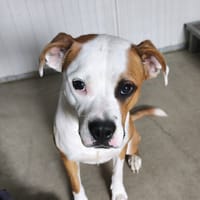 Noccia, chienne à adopter