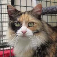 METIS (Réservée), chatte à adopter