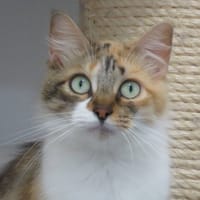 ARTEMIS (Réservée), chatte à adopter