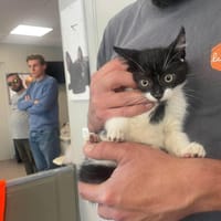 BOULE, chat à adopter