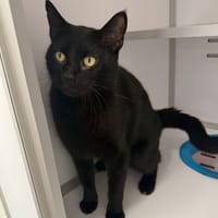 John, chat à adopter