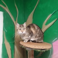POUFINOU, chat à adopter