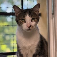 Mist, chat à adopter