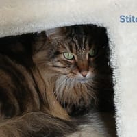 STITCH, chat à adopter